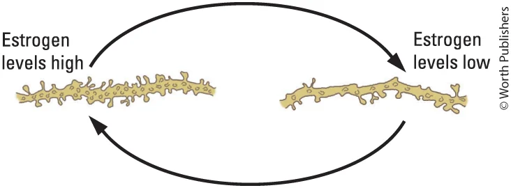 <p>Gonadal hormones influence cell structure and behavior in human females across the menstrual cycle</p><ul><li><p>Reduced estrogen levels produce increased number of spines on pyramidal cells throughout neocortex, but decreased spine density in hippocampus</p></li></ul><p></p>