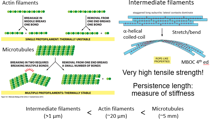 <p>Why do lateral interactions strengthen filaments?</p>