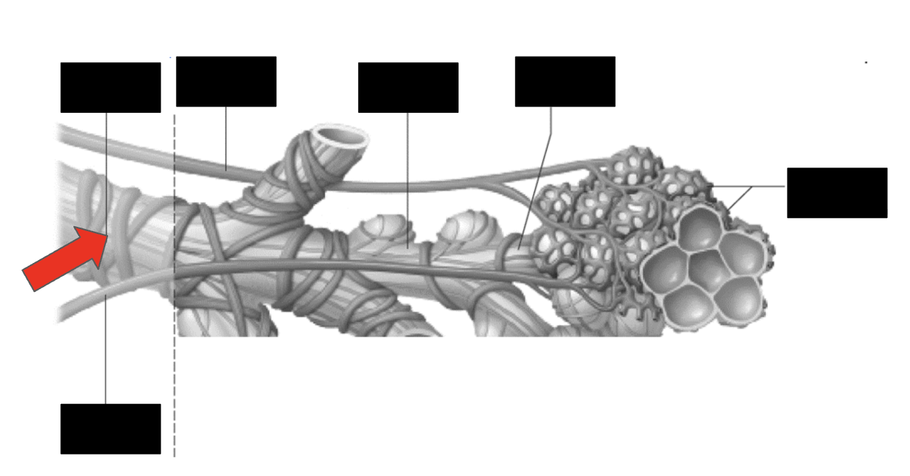 <p>Identify the highlighted structure</p>