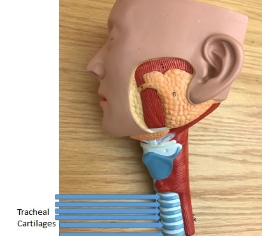 <p>tracheal cartilages</p>