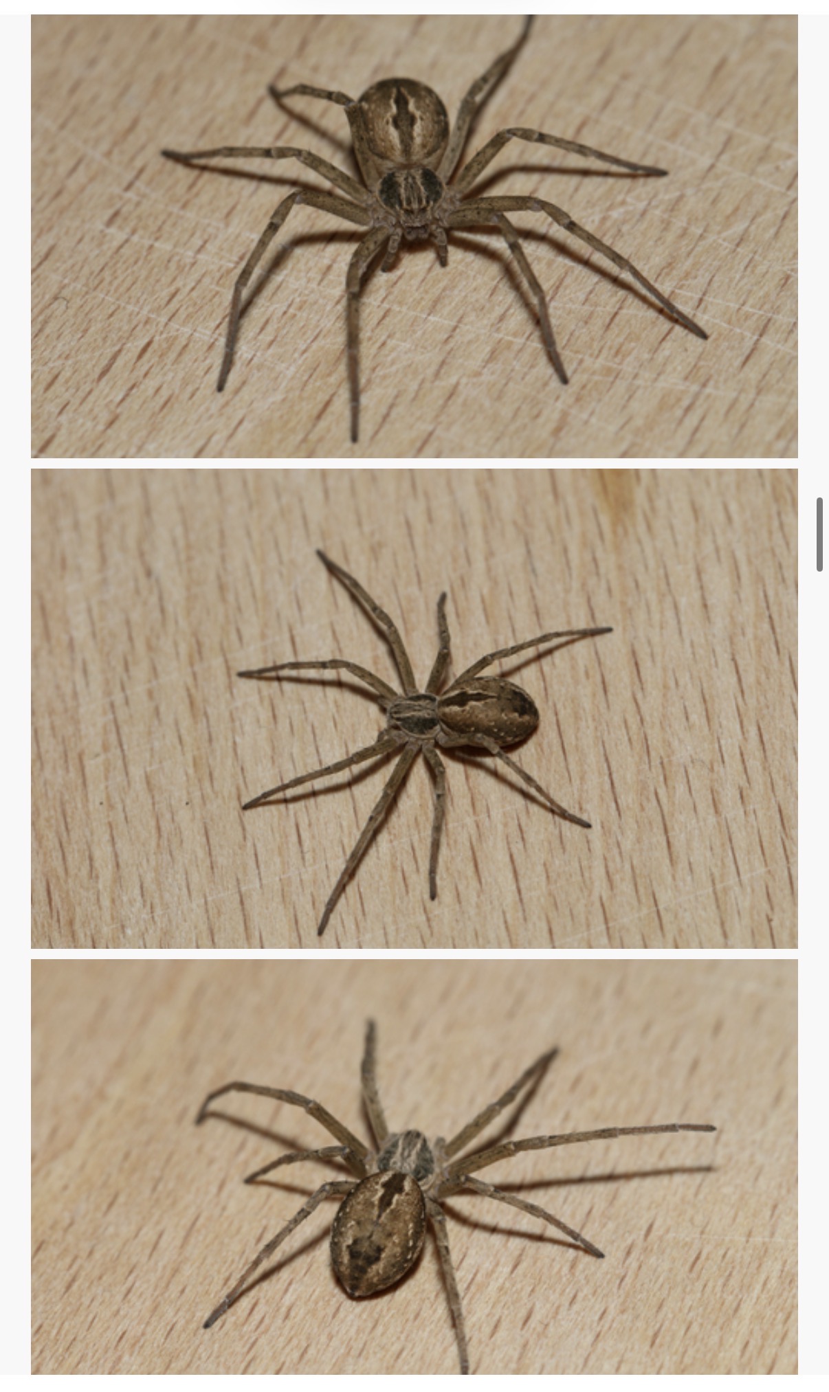 <p>Thanatus vulgaris - “cricket thief spider”</p><p>family: Philodromidae</p>