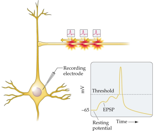 <p>Spatial and temporal summation are ways a neuron adds up signals.</p><p>Temporal summation happens when a single sender cell fires rapid signals back-to-back.</p>