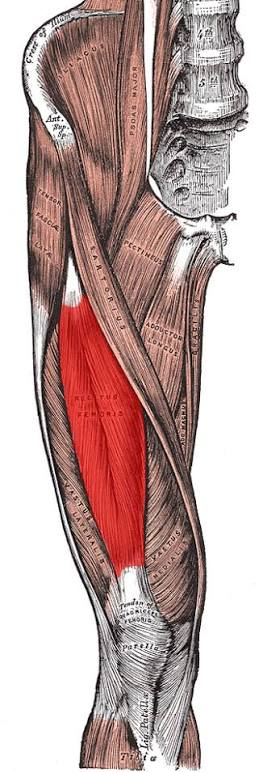 <p>What muscle that moves the thigh?</p>