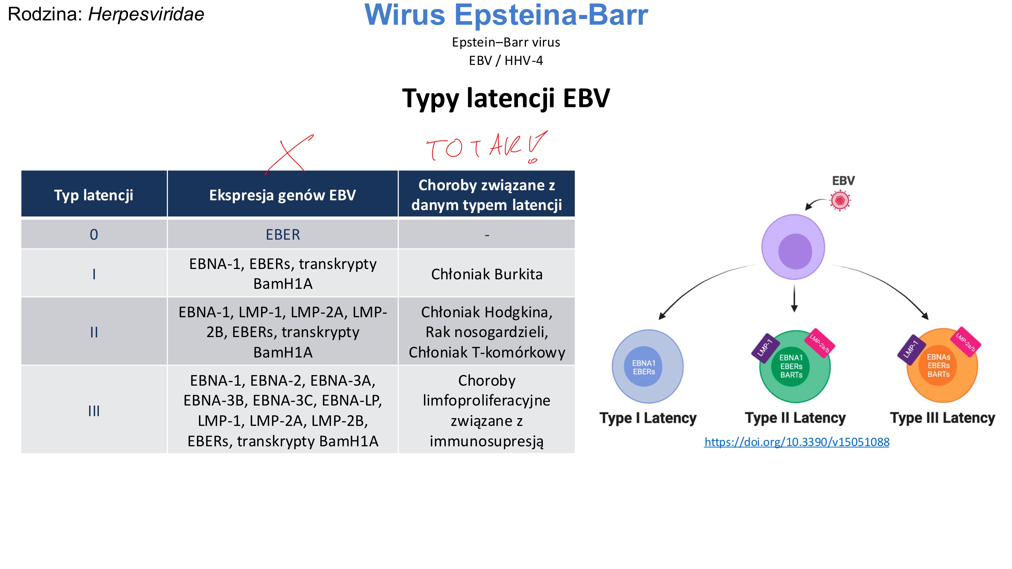 <p><span><strong><span>Latencja 0</span></strong></span></p><ul><li><p><span><span>brak białek → brak prezentacji antygenów</span></span></p></li><li><p><span><span>całkowite „ukrycie” przed odpornością</span></span></p></li><li><p><span><span>stan nosicielstwa (zdrowy człowiek, rezerwuar wirusa)</span></span></p></li></ul><p></p><p><span><strong><span>Latencja I</span></strong></span></p><ul><li><p><span><span>minimalna ekspresja (tylko EBNA1) → słaba immunogenność</span></span></p></li><li><p><span><span>komórki przeżywają, ale nie są silnie pobudzane</span></span></p></li><li><p><span><span>związana z:</span></span></p><ul><li><p><span><span>Burkitt lymphoma</span></span></p></li></ul></li><li><p><span><span>praktycznie: nowotwór o małej widoczności immunologicznej</span></span></p></li></ul><p></p><p><span><strong><span>Latencja II</span></strong></span></p><ul><li><p><span><span>ekspresja LMP → sygnały przeżycia i aktywacji</span></span></p></li><li><p><span><span>umiarkowana immunogenność</span></span></p></li><li><p><span><span>związana z:</span></span></p><ul><li><p><span><span>Hodgkin lymphoma</span></span></p></li><li><p><span><span>Nasopharyngeal carcinoma</span></span></p></li></ul></li><li><p><span><span>praktycznie: przewlekła stymulacja → transformacja nowotworowa</span></span></p></li></ul><p></p><p><span><strong><span>Latencja III</span></strong></span></p><ul><li><p><span><span>pełna ekspresja → silna proliferacja limfocytów B</span></span></p></li><li><p><span><span>bardzo immunogenna (łatwo wykrywana przez limfocyty T)</span></span></p></li><li><p><span><span>występuje gdy odporność jest osłabiona</span></span></p></li><li><p><span><span>związana z:</span></span></p><ul><li><p><span><span>Post-transplant lymphoproliferative disorder</span></span></p></li></ul></li><li><p><span><span>praktycznie: szybkie rozrosty limfocytów u immunosupresji</span></span></p></li></ul><p></p>