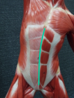 <p><span>What muscle is this?</span></p>