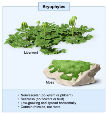 <ul><li><p><strong>Nonvascular</strong> plants that are <strong>short </strong>in stature</p></li><li><p>Examples include <strong>liverworts, hornworts, and mosses</strong></p></li><li><p>Found in <strong>moist environments </strong>and grow <strong>horizontally </strong>to remain in close contact with <strong>water sources</strong></p></li><li><p><strong>Contain: Rhizoids </strong>(no roots)</p></li><li><p>Most of their life cycle is spent in the <strong>gametophyte </strong>stage</p></li><li><p><strong>Sporophytes </strong>are dependent on and <strong>attached </strong>to the <strong>gametophytes</strong></p></li></ul><p></p>