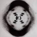 <p>- In 1953, Franklin used a technique called X-ray crystallography to study molecular structure. Through it, they concluded that DNA was composed of two anti-parallel sugar-P backbones; with the nitrogenous bases in the middle of it</p><p>- As they continued to research DNA, Franklin made the photo that Crick and Watson would later use to determine the structure of it, as it proved that the molecule was helical and made up of two strands</p>