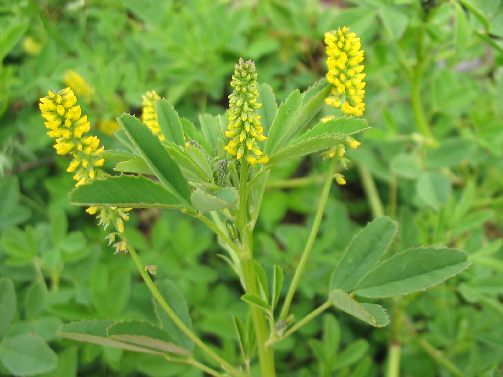<p><strong>Common Name</strong>: <span style="background-color: transparent;">Sweet yellow clover, yellow melliot</span></p><p><strong>Parts Used</strong>: Aerial parts, flowers, leaves</p><p><strong>Use/s</strong>: Venous insufficiency, edema reduction, anti-inflammatory, analgesic, sedative/antispasmodic</p><p><strong>Major Metabolites</strong>: <strong>Coumarin, melliotin, melilotoside (coumarins; lactone glycosides)</strong>; flavonoids, phenolic acids</p>