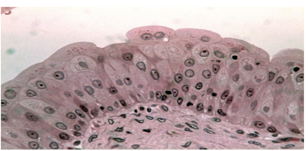 <p>What is this Tissue? and where is it found ?</p>