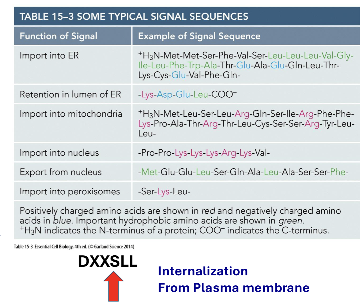 <p>AA segment that acts as a target signal → directs protein to correct organelle/membrane; ex: DXXSLL internalization from plasma membrane, BACE LL/AA = bace accumulation at PM</p>