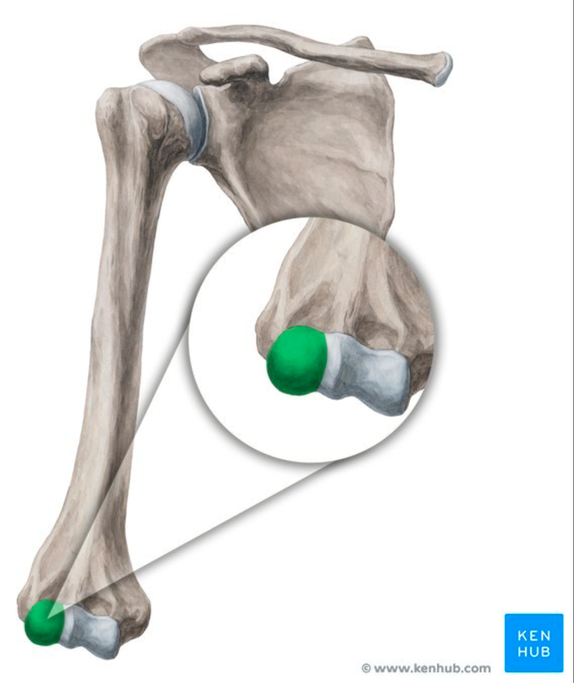 <p>Articulates with radiues. <strong>(Humerus)</strong></p>