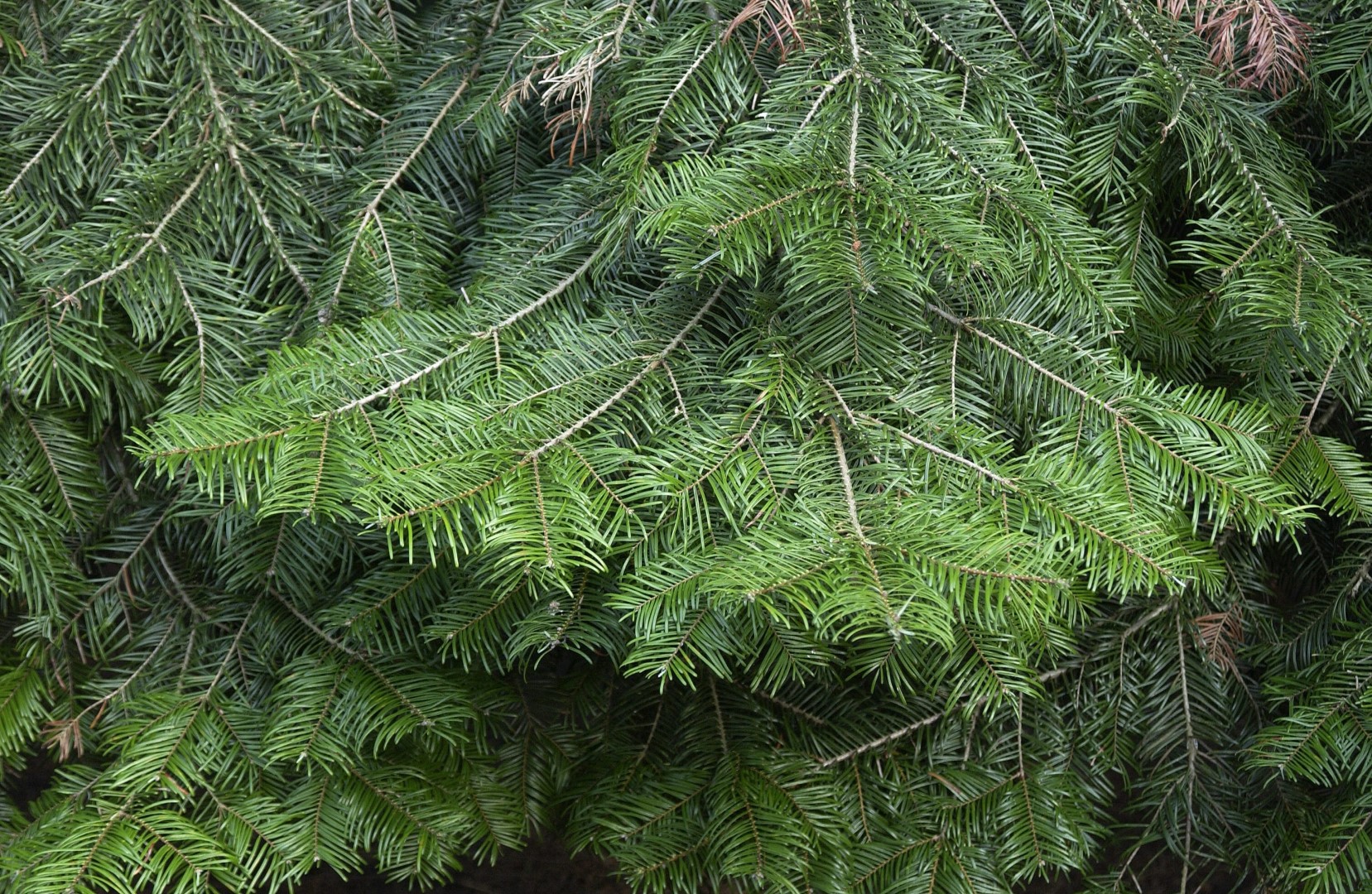 <p>Grand Fir </p>