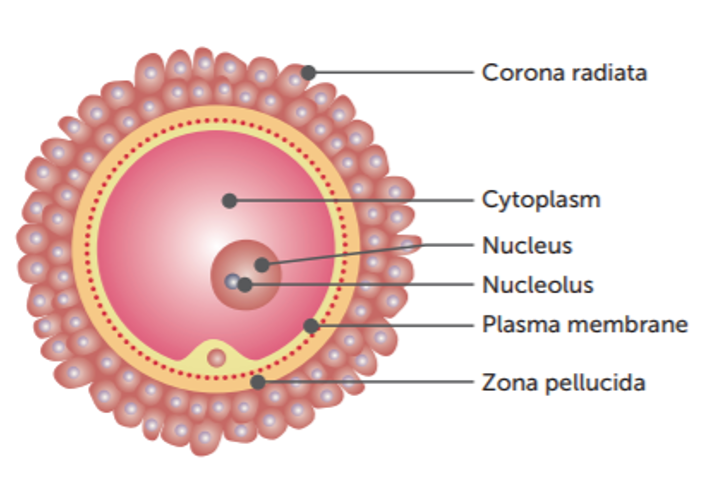 <p><span style="font-family: "Tw Cen MT";">&nbsp;A layer of follicle cells surrounding the mature egg (<strong>corona radiata</strong>) is held together by an acid.</span></p><p><span style="font-family: "Tw Cen MT";">&nbsp;The <strong>zona pellucida&nbsp; </strong>is a glycoprotein matrix surrounding the plasma membrane</span></p><p><span style="font-family: "Tw Cen MT";">&nbsp;Only one sperm penetrates the egg.</span></p>
