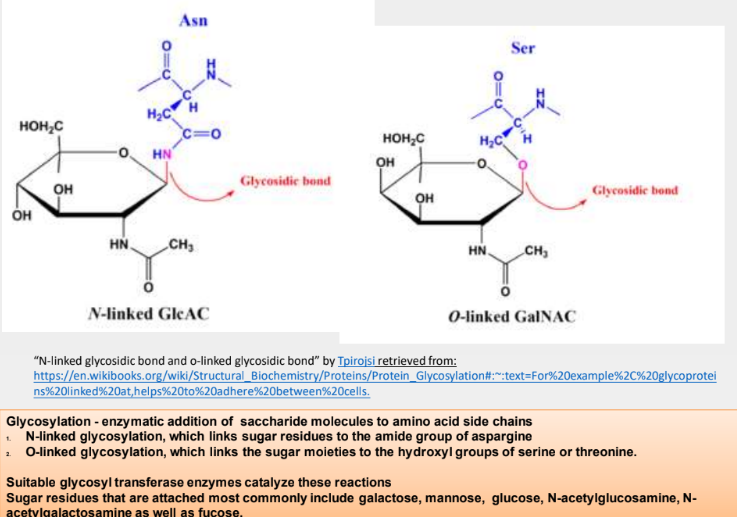 <ul><li><p>sugar moieties attachment to nitrogen/oxygen atoms in side chains of amino aids</p><ul><li><p>Aspargine, Serine, Threonine</p></li></ul></li></ul><p></p>