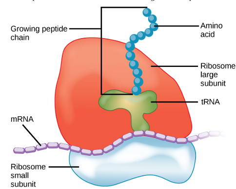 <p>ribosomes</p>