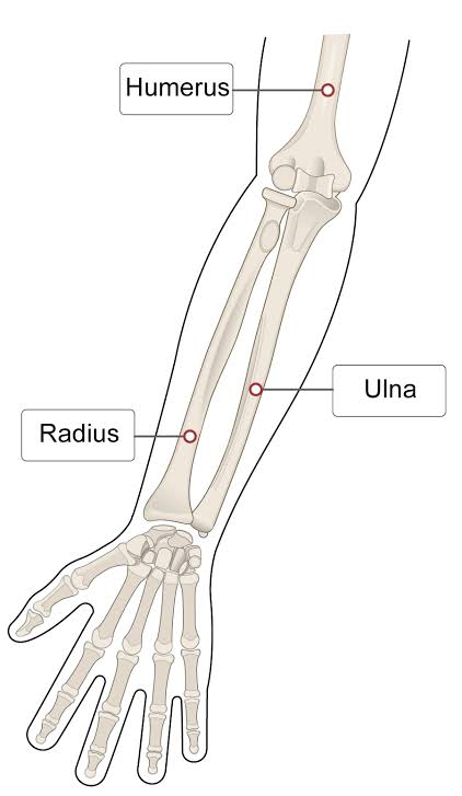 <p>Radius</p>