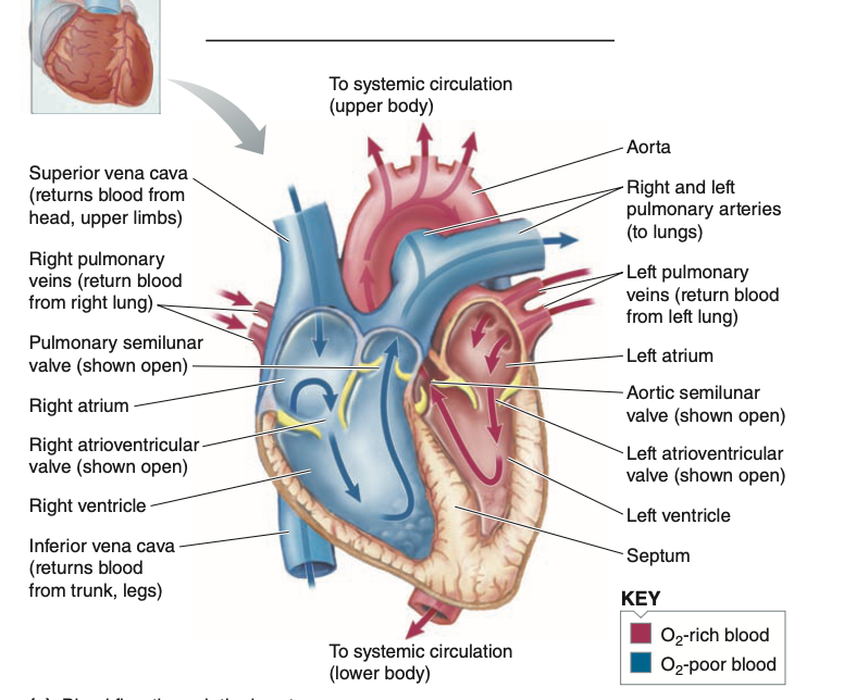 <p>Blood returns from the systemic circulation (right side) via 2 large veins: <span style="color: red;">VENAE CAVAE</span><span style="color: rgb(5, 1, 1);">- 1 returns from above heart level, and one from below</span></p><p><span style="color: rgb(5, 1, 1);">Blood entering the RA is returning from body tissues where O2 has been taken out, and CO2 has been added</span></p><p><span style="color: rgb(5, 1, 1);">From RA, the blood goes to RV passing through the tricuspid valve, and gets pumped out through the pulmonary artery-it has 2 branches 1 to ea</span></p><p><span style="color: rgb(5, 1, 1);">ch lung.</span></p><p><span style="color: rgb(5, 1, 1);">Then the blood leaves the lungs via 2 veins, pulmonary veins 1 coming from each lung into the LA, passing through the mitral valve(bicuspid valve) into the LV</span></p><p><span style="color: rgb(5, 1, 1);">Then blood gets carried out by a single artery- </span><span style="color: red;">AORTA </span><span style="color: rgb(3, 1, 1);">the aorta then branches out into major arteries into the systemic circulation </span></p><p><span style="color: rgb(3, 1, 1);">*The R side receives deoxygenated blood from systemic circulation and pumps it into the pulmonary circulation*</span></p><p></p>