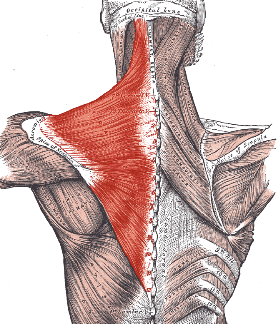 <p>muscles covers the back of the neck, shoulders, and upper and middle region of the back; shrugs shoulders; and stabilizes the scapula </p>