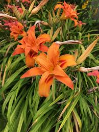<p><span> Hemerocallis fulva</span></p>