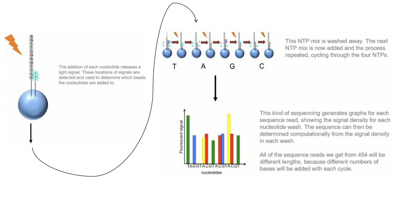<ol><li><p>The addition of each nucleotide releases a light signal. These locations of signals are detected and used to determine which beads the nucleotides are added to.</p></li><li><p>This NTP mix is washed away. The next NTP mix is now added and the process repeated, cycling through the four NTPs.</p></li><li><p>This kind of sequencing generates graphs for each sequence read, showing the signal density for each nucleotide wash. The sequence can then be determined computationally from the signal density in each wash. </p></li><li><p>All of the sequence reads we get from 454 will be different lengths, because different numbers of bases will be added with each cycle.</p></li></ol><p></p>