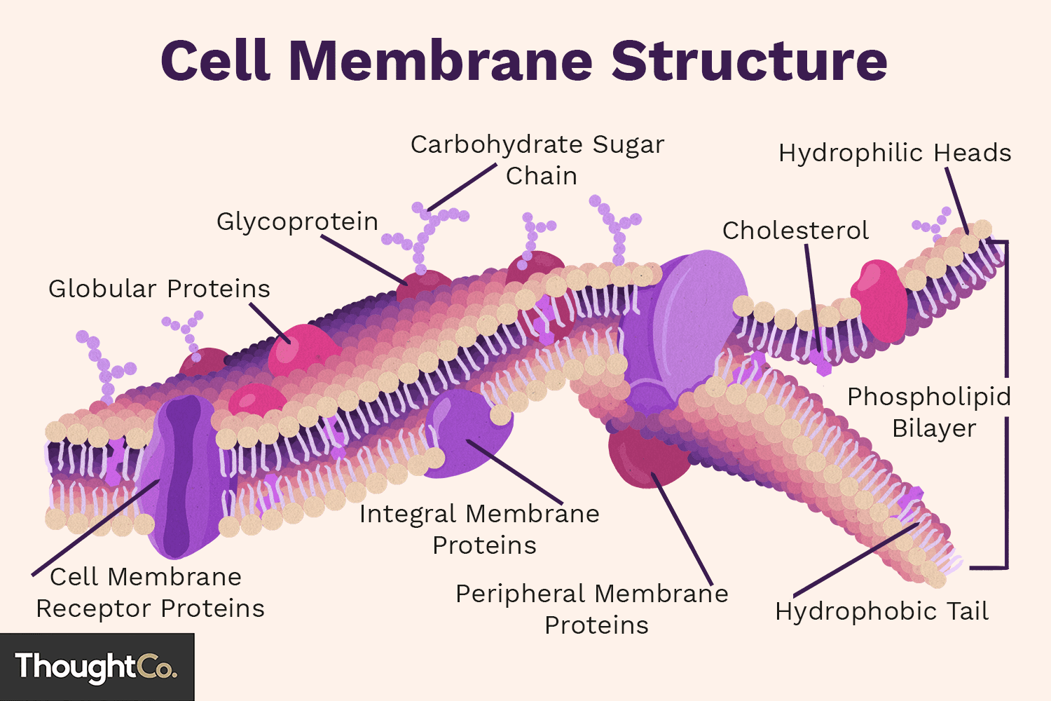 <p>A barrier that surrounds the cell, composed of a lipid bilayer with embedded proteins, controlling the movement of substances in and out of the cell.</p>