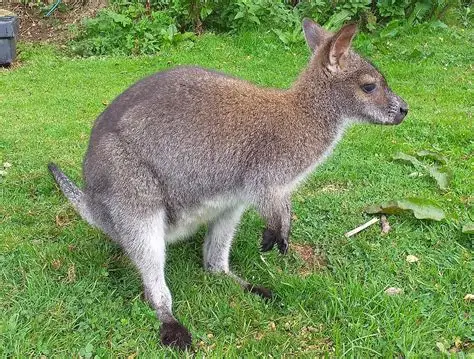 <p>Red-necked Wallaby </p>