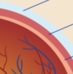 <p> protective layer between sclera and retina </p>