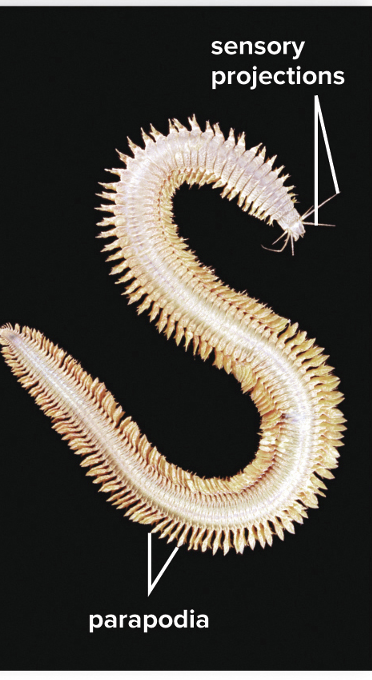 <ol><li><p>marine annelids</p></li></ol><ul><li><p>have many <strong>setae</strong> - bristles that anchor the wormm and help it to move</p><ul><li><p>setae are on parapodia which are used for swimming and respiration</p></li></ul></li><li><p>have head and sense organs</p></li><li><p>predator</p></li></ul><p>2. sessile tube worms with tentacles to form fan</p><ul><li><p>Cilia create water currents to direct trapped food toward the mouth</p></li></ul><ul><li><p>sex organs are functional only during breeding seasons</p><ul><li><p>Zygote develops into a trochophore larva</p></li></ul></li></ul><p></p>