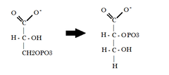 <p>Which step is this in the process of glycolysis? What are the reactants? The products? What enzyme catalyzes this reaction?</p>
