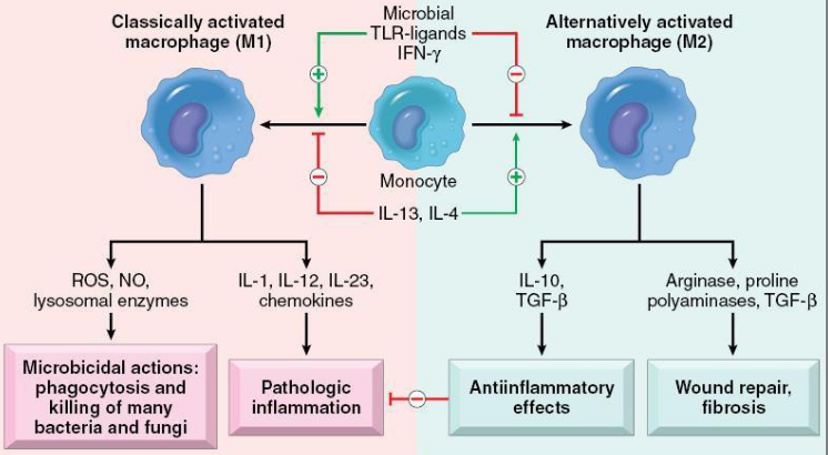 <p>pic shows the same thing as above, just diff represnataion </p><p></p><p>you need to memorise the second pic - need to know this</p>
