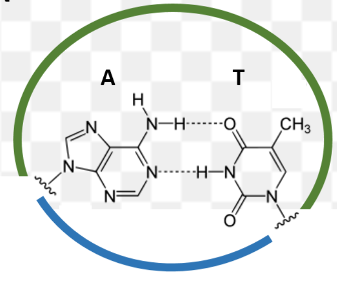 <p>Is this the green the major or minor groove?</p>