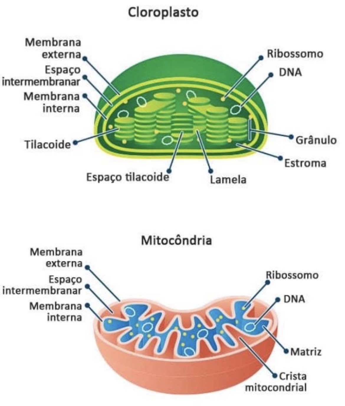 <p><span>DNA próprio, ribossomos próprios, dupla membrana e divisão por bipartição.</span></p>