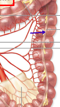 <p>muscles that ribbons the large intestine</p>