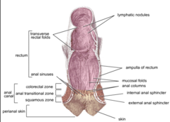 <p>near the anal opening</p>