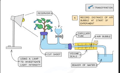 <ol><li><p>Cut shoot underwater to prevent air entering xylem.</p></li><li><p>Assemble potometer underwater to avoid air bubbles — seal all joints with Vaseline.</p></li><li><p> Dry the leaves of the shoot.</p></li><li><p> Remove capillary tube from water to allow one air bubble to form, place back in water. </p></li><li><p> Set up lamp 10cm from leaf. </p></li><li><p> Allow plant to adapt to new environment for 5 minutes.</p></li><li><p>  Record starting position of air bubble. </p></li><li><p> Leave for 30 minutes. </p></li><li><p> Record end position and calculate distance travelled. </p></li><li><p> Calculate rate = distance ÷ time. </p></li><li><p> Repeat with changed variable (e.g. move lamp closer for higher light intensity). To investigate humidity: spray water in plastic bag around plant. To investigate airflow: set up fan/hairdryer </p></li></ol><p></p>