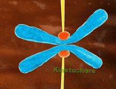 <p>Chromatids are <strong>two identical strands </strong>of a <strong>copied chromosome</strong>, with each chromatid containing <strong>one strand </strong>of <strong>DNA</strong></p>