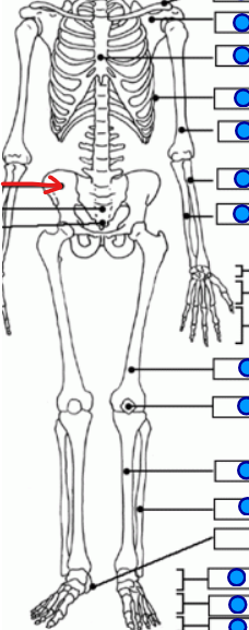 <p>Outer triangular bone in the pelvic region, surrounding the sacrum </p>