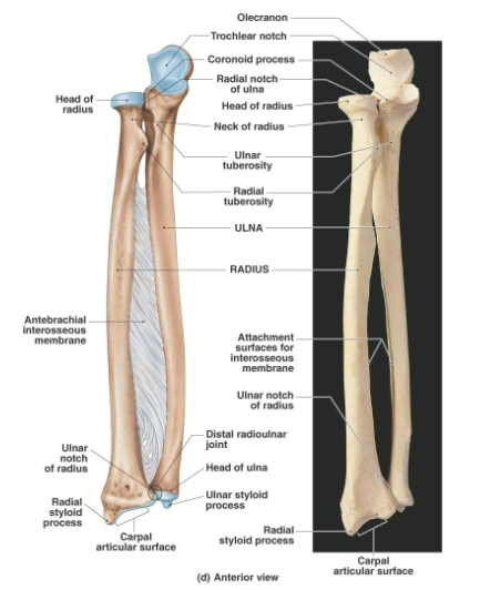 <p><strong>Distal end features</strong> of ulna</p>