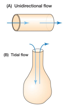<p>Unidirectional flow – occurs through a tube • Ex. flow of blood through a blood vessel 2. Tidal flow – back and forth flow; occurs in cavities with a single opening for entrance &amp; exit • Ex. flow of air in mammalian lungs</p>