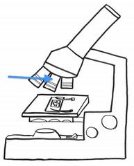 <p>Have magnification ranging from 4x to 40x</p>