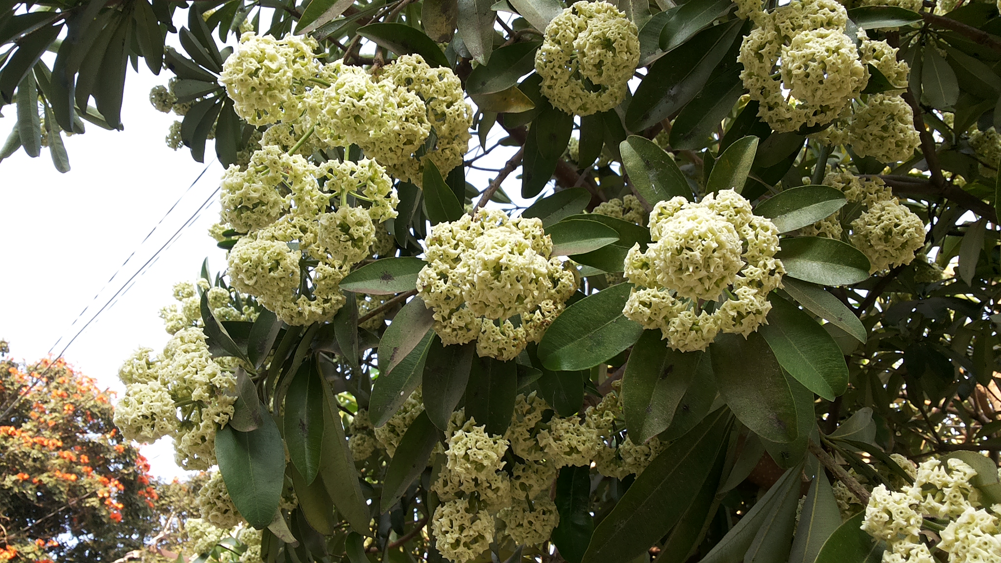 <p><strong>Common Name</strong>: <span style="background-color: transparent; font-family: "Helvetica Neue", sans-serif;">Devil's tree</span></p><p><strong>Parts Used</strong>: Latex, bark, and leaf</p><p><strong>Use/s</strong>: Inflammation, chronic skin problems, galactagouge, anti-cancer, anti-hypertension, anti-inflammatory, analgesic, antidiabetic, nephro/neuroprotective</p><p><strong>Major Metabolites</strong>: Triterpenes, flavonoids, phenolics; <strong><u>alstonine</u></strong>, <strong><u>scholaricine (indole alkaloids)</u></strong></p>