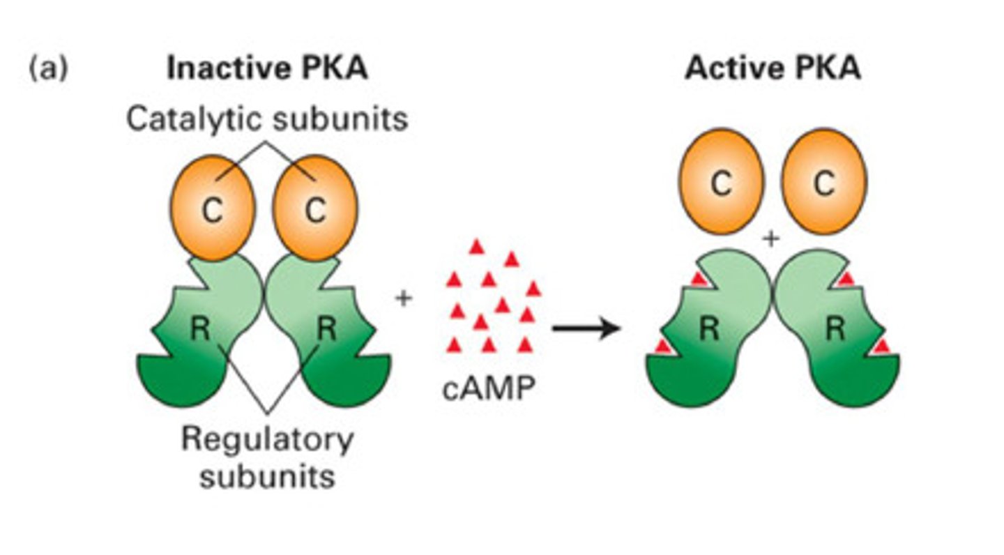 <p>An enzyme that transfers phosphate ions from one molecule to another</p>