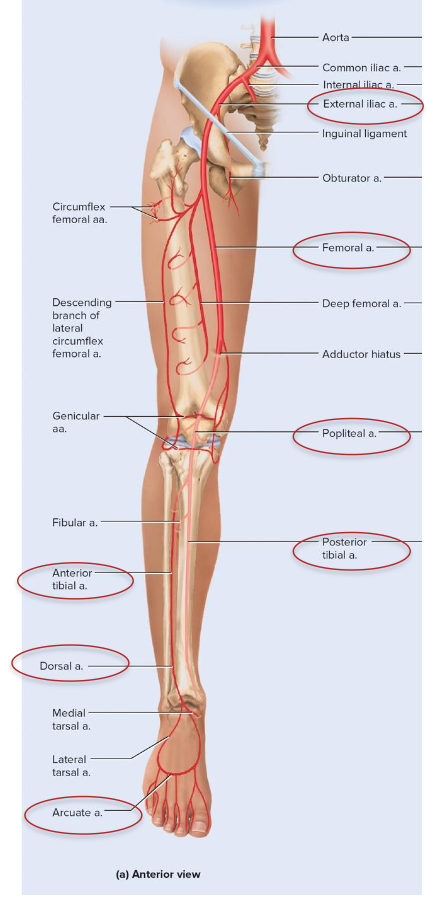 <p>arteries of lower limb</p>