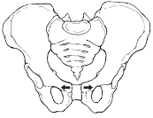 <p>pubic gapping ME?</p><p>note: end of midterm </p>