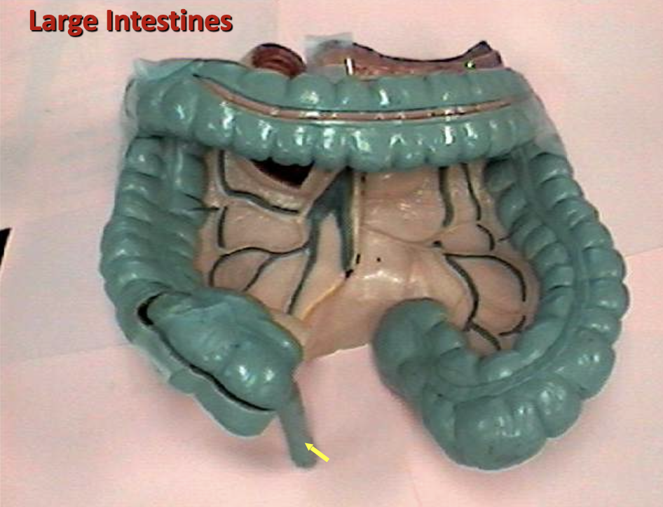 <p>Identify the organ.</p>