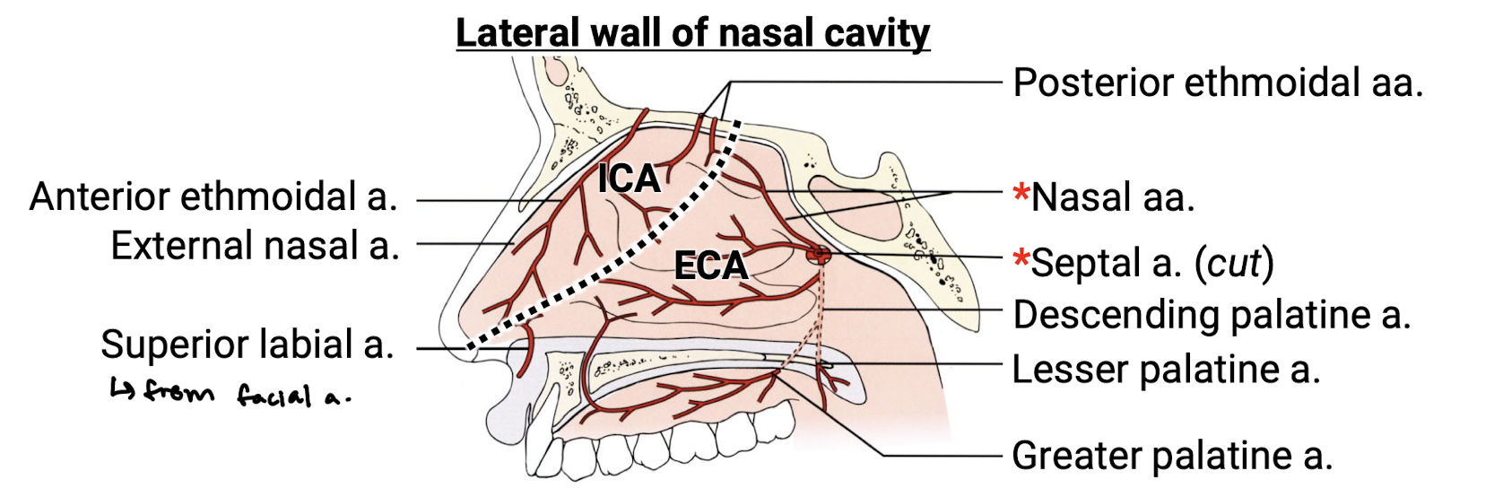 knowt flashcard image