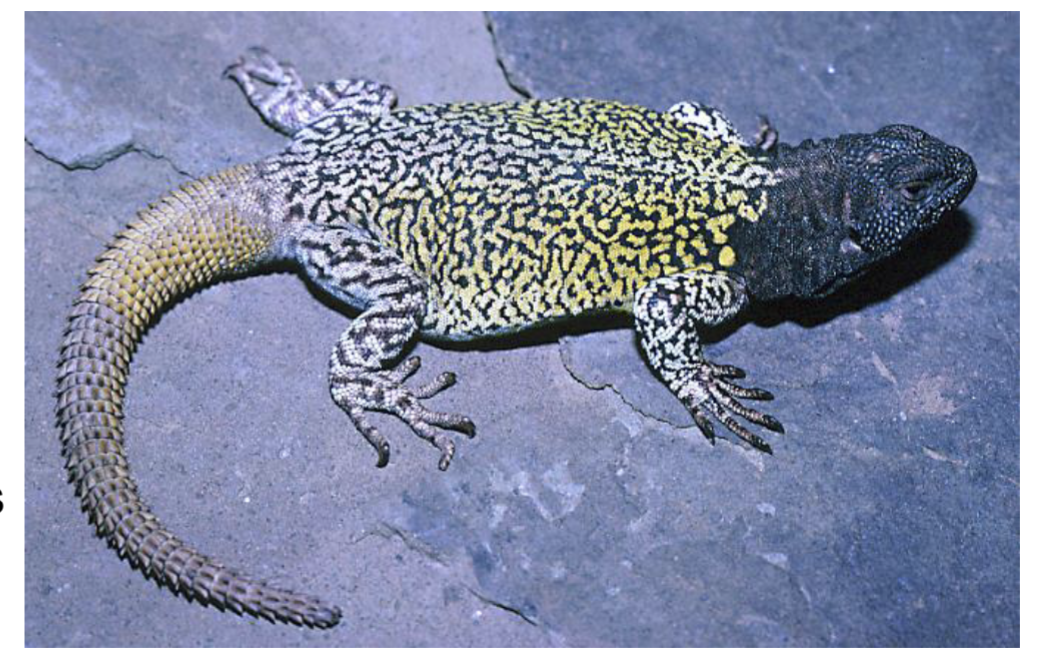 <p></p><ul><li><p>Member of Iguania </p></li><li><p><span style="background-color: transparent;">3 genera, 354 species </span></p></li><li><p><span style="background-color: transparent;">Major radiation of lizards in south america; includes many origins of viviparity and herbivory in cold climates </span></p></li><li><p><span style="background-color: transparent;">Studied a lot by Stanley Fox and students at OSU</span></p></li></ul><p><strong><br></strong></p>