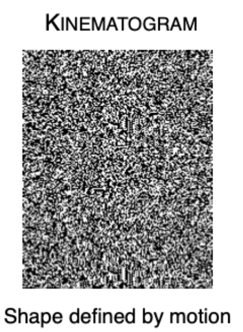 <ul><li><p>Shape defined by motion</p></li><li><p>Another piece of evidence that motion is something that we directly measure is something seen in kinematograms.</p></li><li><p><span>See black and white TV static, now add movement to it, see a rectangle.</span></p></li><li><p>When no motion there is no shape, when add motion add shape out of that motion.</p></li></ul><p></p><ul><li><p><span>Motion and then shape</span></p></li><li><p><span>In order to perceive shape, have to perceive motion/movement first.</span></p></li><li><p><span>Motion directly measured, I cannot compare the position of the rectangle at one point in time to the other point in time unless I see the shape. Here this is just one point in time, nothing to infer/compare between A and B</span></p></li><li><p><span>Shape as result of movement.</span></p></li></ul><p></p>