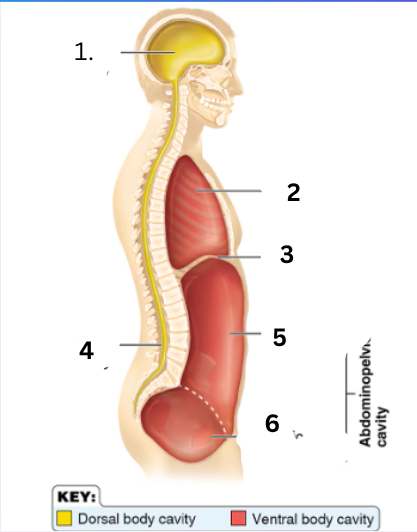 <p>6</p>