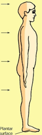 <p>what surface do the arrows represent?</p>